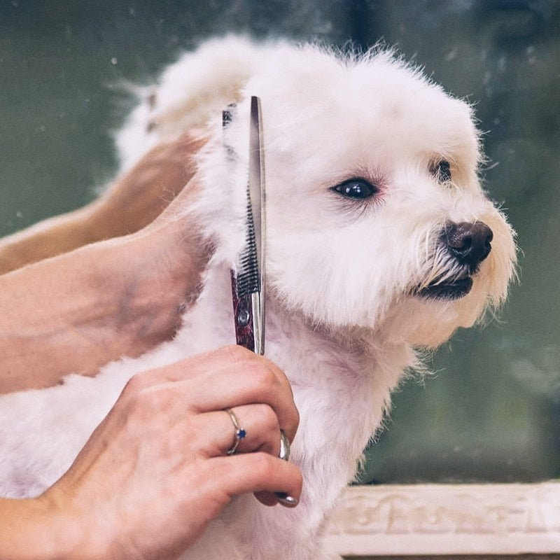 Conjunto de tesouras Profissional pet para tosas em aço inoxidável - Cuidarte Integral
