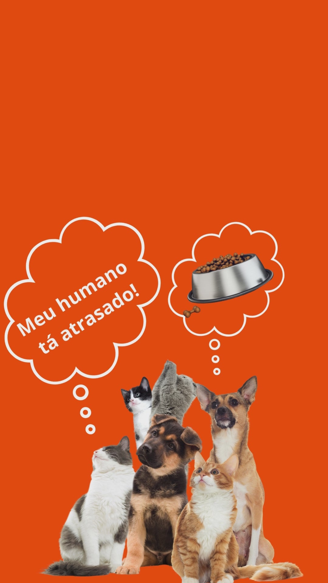 Alimentador Pet cães e gatos digital 3.5L WIFI